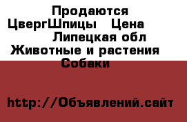 Продаются ЦвергШпицы › Цена ­ 20 000 - Липецкая обл. Животные и растения » Собаки   